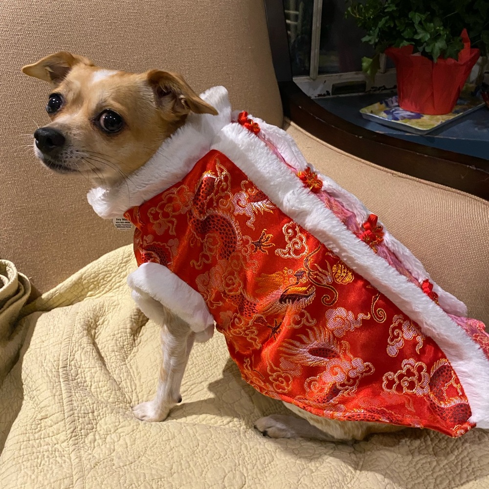 Beautiful Asian-inspired dog costume
